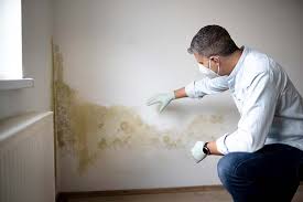 Why You Should Choose Our Mold Remediation Services in Lake Dallas, TX